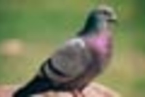 Archivo Una cada de paloma