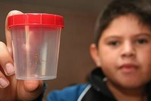 ELLITORAL_13567 |  Amancio Alem Los chicos están preocupados por el dengue. Un alumno atrapó un insecto y lo llevó a clases para consultar a la maestra si era el Aedes Aegypti.