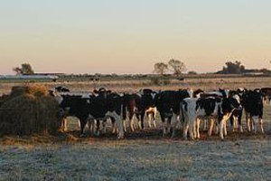 José Víttori - El Litoral