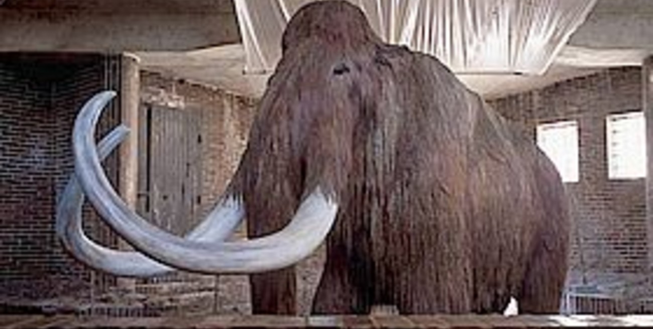 Aseguran que la clonación de mamuts es sólo cuestión de tiempo 