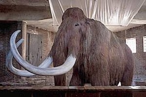 ELLITORAL_9712 |  Archivo Los científicos son optimistas sobre la posibilidad de clonar especies ya extinguidas.