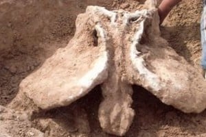 ELLITORAL_14196 |  Corresponsalía Coronda San Fabián es una zona potencial en la que vivieron estos mamíferos de enorme tamaño. También se denunciaron hallazgos de restos indígenas, pero datan de menor antigüedad.