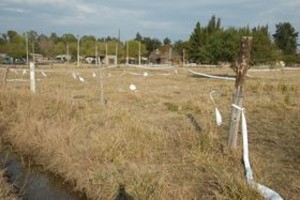ELLITORAL_16332 | Néstor Gallegos Para realizar las subdivisiones, la gente apeló a la plantación de postes y a la colocación de alambres.