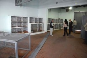 Néstor Gallegos Los perros permanecen 10 días en estas jaulas para su observación. Si el dueño no los retira, son sacrificados.