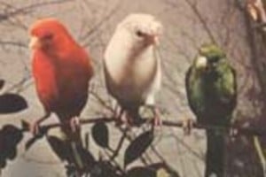 Archivo El Litoral Hay 2.150 ejemplares inscriptos