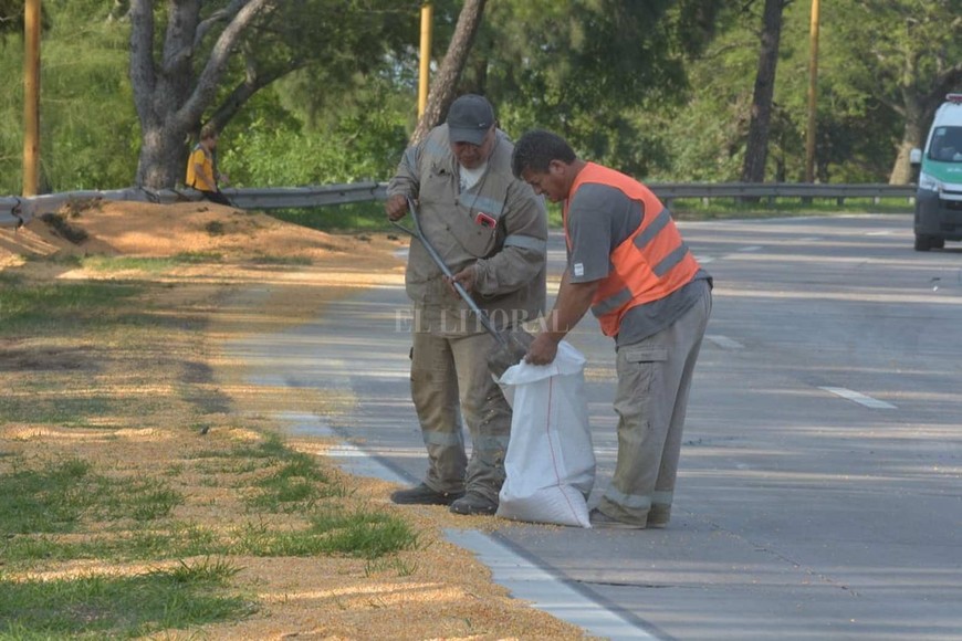 Imágenes de camión con maíz que volcó en circunvalación