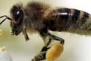 EFE Científicos estudian la influencia de la abeja reina sobre las obreras.