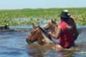 Campo Litoral Sin lugar. A propósito de la extensión de la agricultura, los ganaderos que utilizan las islas para sus haciendas, encuentran serias dificultades para llevarlas a tierra firme.