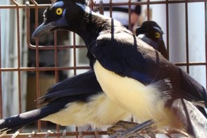 ELLITORAL_17280 |  EDxD