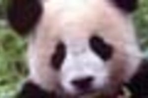 Archivo Oso panda gigante.