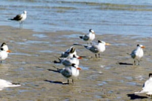 Archivo Estas aves migratorias permanecen en la laguna durante la primavera y el verano.