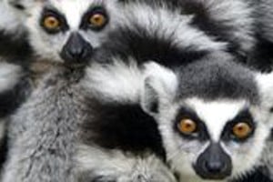 Archivo Los lemures sólo habitan en Madagascar (Africa).