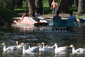 Archivo El Litoral Otros tiempos, cuando la especie se multiplicaba y nadaba cómodamente en los lagos.