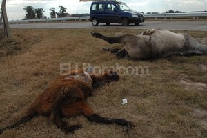 ELLITORAL_57188 |  Flavio Raina Peligro. Es notable la cantidad de animales muertos -perros, caballos y vacas- al costado de la avenida.