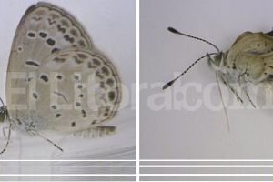 EFE Algunos insectos mostraron anormalidades leves y, en una segunda generación, anomalías más severas.