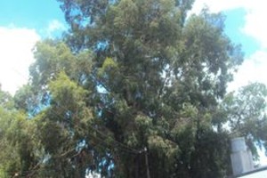 Jose luis Gutiérrez Este ejemplar de eucalipto ha crecido en demasía y está plantado muy cerca de una casa.