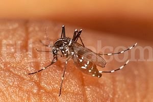 Archivo Un equipo del Ministerio de Salud trabaja en la localidad del noreste santafesino para contener el brote y asistir a los enfermos.