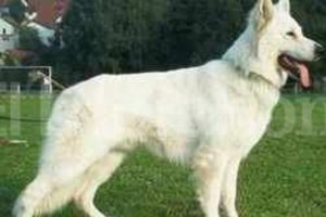 Archivo La imagen corresponde a un animal de la raza pastor suizo, con las mismas características que Sultán.