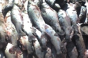 ELLITORAL_31442 |  Archivo El Litoral La protección del sábalo es clave por su lugar en la cadena alimentaria. Los decomisos son parte de las medidas para limitar la pesca comercial.
