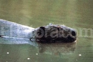 Los castores ya son más de 100.000 y disfrutan del hábitat que construyeron a costa de arrasar con árboles nativos, sin la amenaza de los depredadores que tenían en su país de origen.