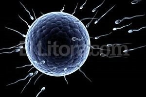 El revelador trabajo fue desarrollado por especialistas alemanes.