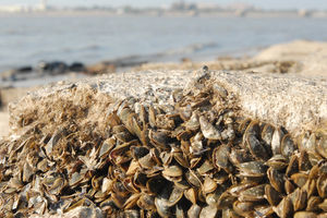 ELLITORAL_29988 |  Flavio Raina En la estructura de los desagües que llegan por la playa hasta la laguna Setúbal se observa una gran cantidad de ejemplares muertos, pero aún adheridos con firmeza al cemento gracias a los hilos de biso que poseen.