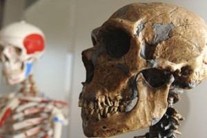 Archivo Hasta ahora, expertos sostenían que a lo largo de la evolución, el hombre actual y el de Neandertal se habían separado hace unos 500.000 años.