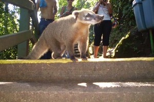 Juan Manuel Alzugaray Las Cataratas, desde la mirada de un paranaense que trabaja en nuestra ciudad y las visitó este fin de semana largo.