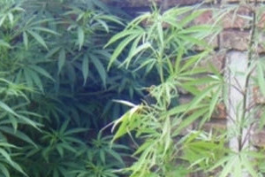 ELLITORAL_24908 |  Prensa DGPCA La moradora de la casa donde realizaron el allanamiento se encuentra detenida.