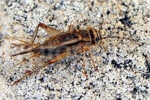 Archivo El Litoral Los grillos invadieron la ciudad, durante el día se esconden y por las noches salen en busca de comida.