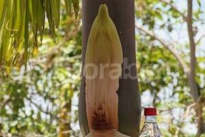 ELLITORAL_84808 |  El Federaense La hoja de palmera donde los fieles aseguran ver una virgen.