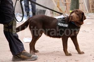 ELLITORAL_77904 |  Archivo El Litoral Las perras especialmente entrenadas para este tipo de acontecimientos superan con su olfato a cualquier tecnología hasta ahora desarrollada.