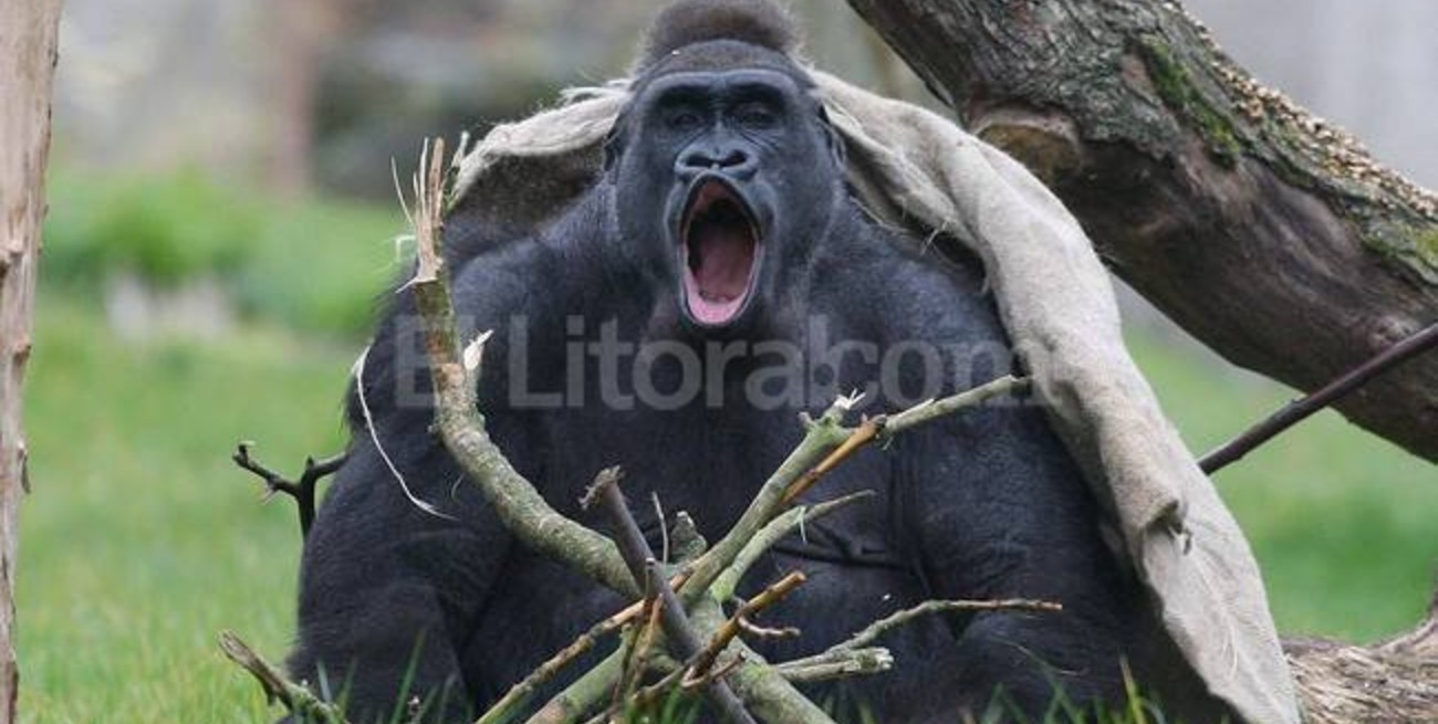 Un empleado se disfraza de gorila y le disparan con dardo