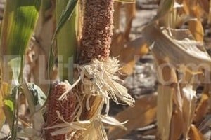 ELLITORAL_79231 | Guillermo Di Salvatore Heladas y sequía, un cuadro preocupante.