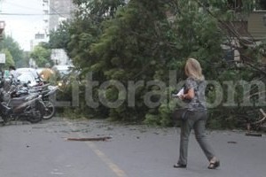 ELLITORAL_92355 |  Manuel Fabatia Este árbol se desgajó frente al Teatro Municipal, y cortó el tránsito sobre Juan de Garay.