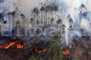 ELLITORAL_79572 |  DYN