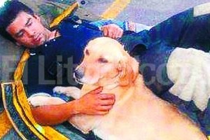 ELLITORAL_78001 |  Gentileza El Once Digital Luna en un descanso junto a su dueño