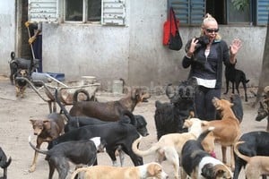 ELLITORAL_70320 |  Guillermo Di Salvatore Entrega absoluta. Gladis Pellatelli dedicó su vida y su dinero al cuidado de los perros de la calle.