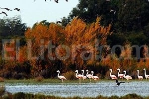 Marcelo Ochoa / Telam