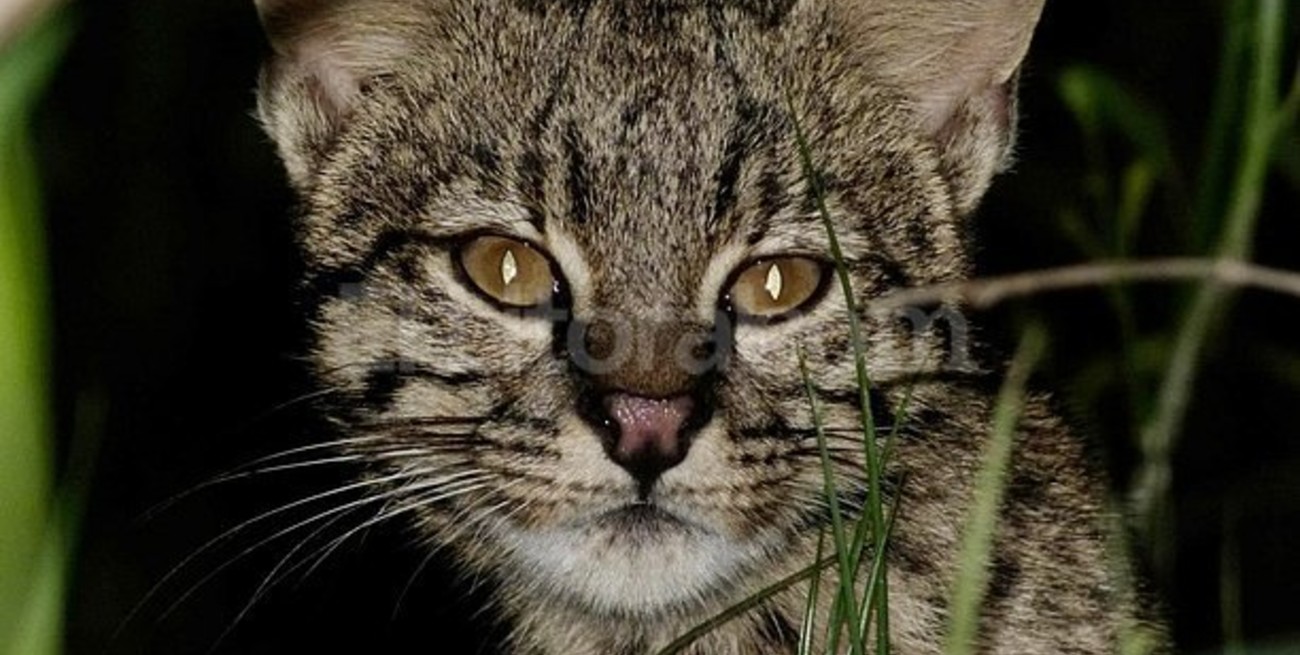Encuentran un gato montés perteneciente a una especie que está al borde de la extinción