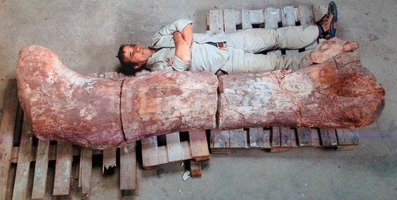 Hallan en Chubut los restos del dinosaurio más grande hasta ahora conocido