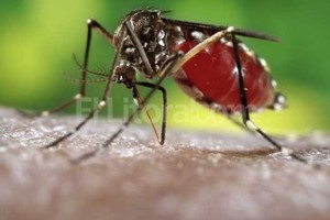 ELLITORAL_117354 |  Archivo El Litoral Este es el mosquito transmisor del dengue.