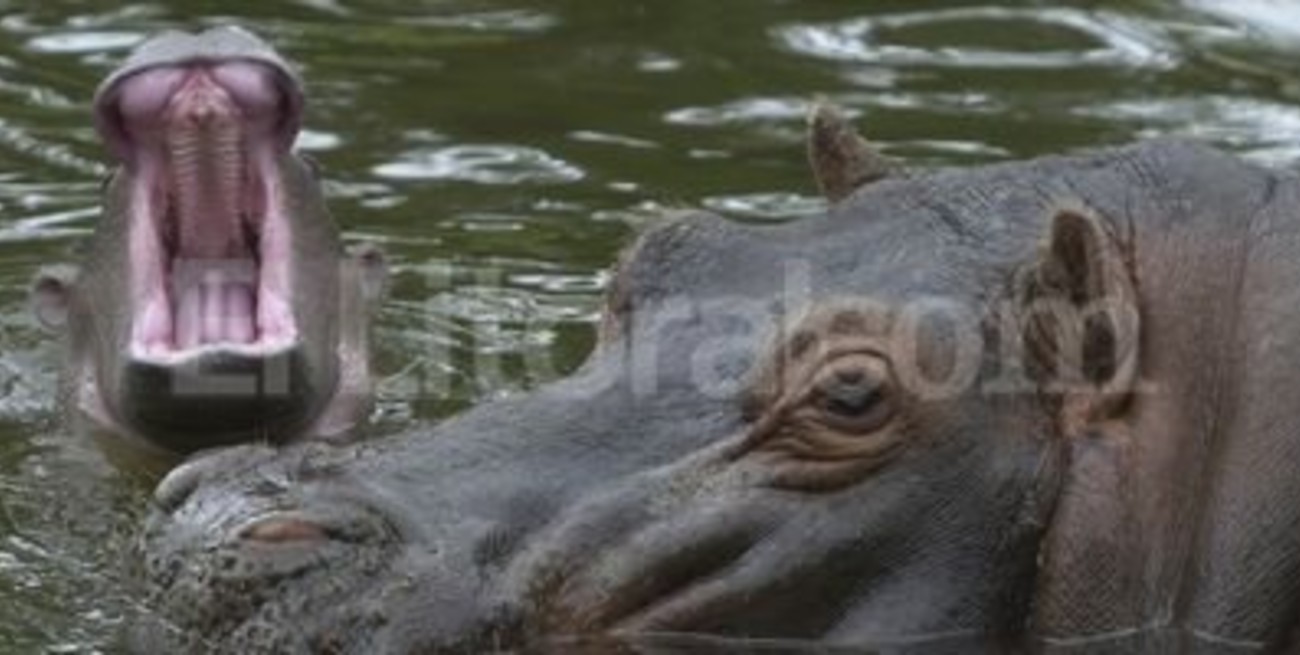 Muere un hipopótamo por comerse una pelota de tenis