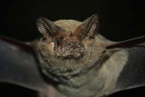 ELLITORAL_124696 |  Internet