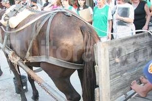 Archivo El Litoral/Flavio Raina La situación de los carros es terrible: todos los días vemos a los animales en pésimas condiciones transitando por las calles de la ciudad, muchas veces al mando de menores de edad , afirman desde Addera y SOS Caballos.