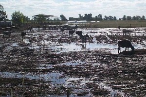 ELLITORAL_117877 |  Jose Zenclussen Los productores de esta pequeña localidad del departamento Las Colonias tienen aún sus campos totalmente anegados.