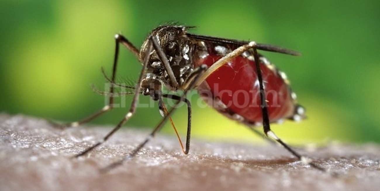 En Venado Tuerto se detectó uncaso probable de chikungunya