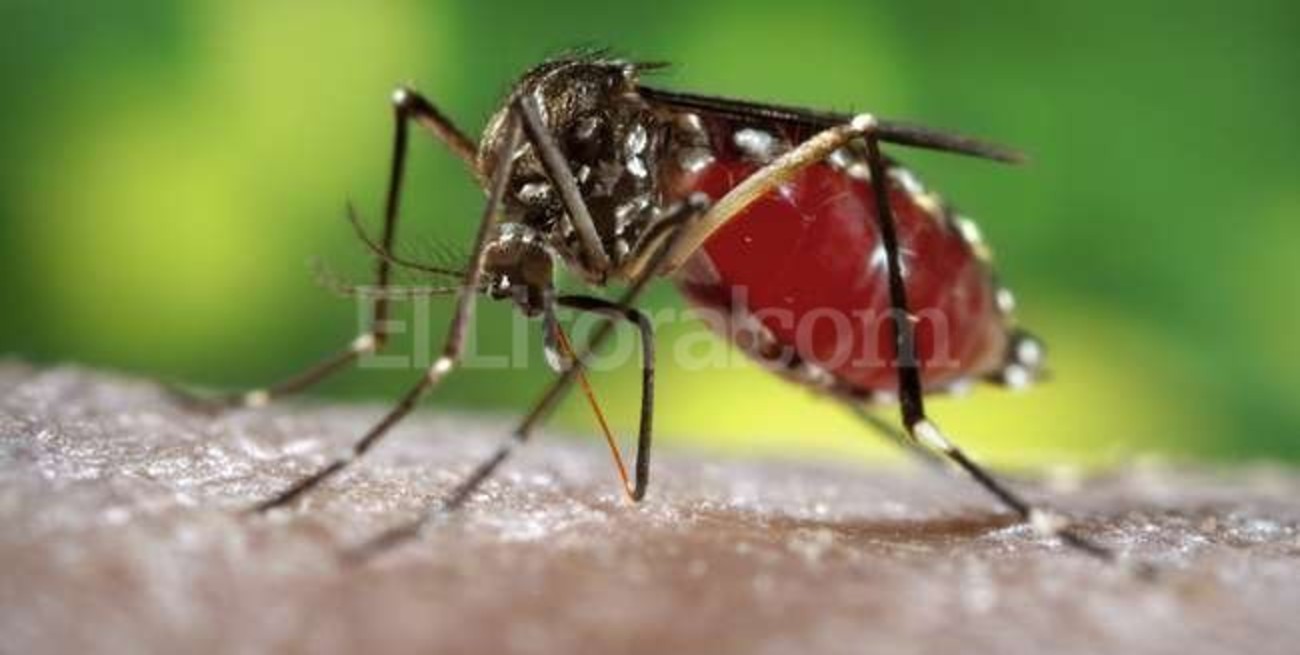 Fiebre chikunguña: hay riesgo de casos autóctonos en el verano