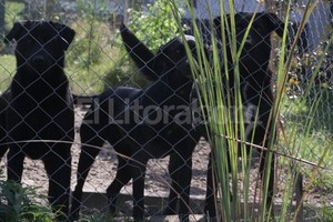 ELLITORAL_122085 |  Mauricio Garín Tu perro, en tu casa . Tomar medidas de seguridad para que los perros no puedan salir del terreno es fundamental para evitar accidentes.
