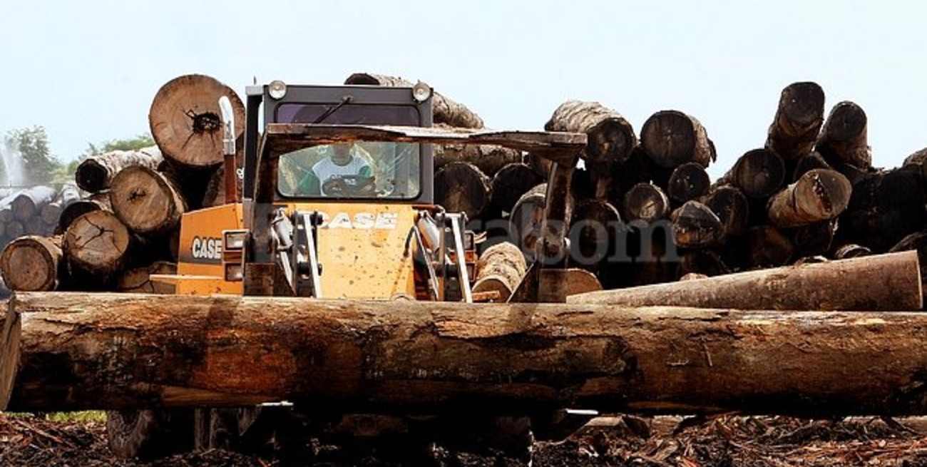 Se comprometen a detener la deforestación para el año 2030 y a la recuperación de tierras